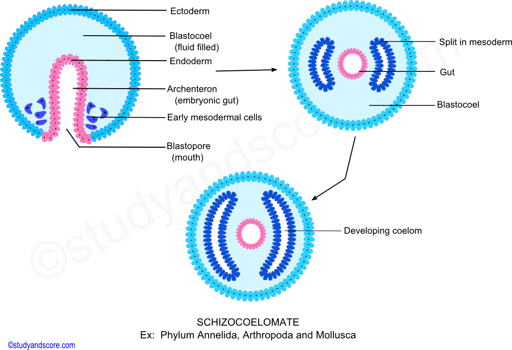 Schizocoel, endoderm, ectoderm, mesoderm, archenteron, vlastocoel, gut